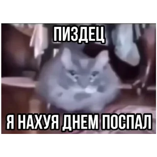 😡 emoji злые коты Telegram sticker 12 of 18