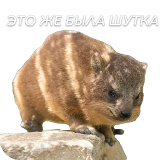 🫥 emoji Cringed Telegram sticker 23 of 66