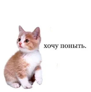 Sticker from котики