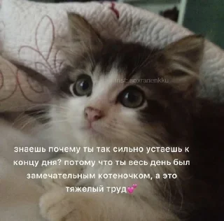 🥹 emoji животные кьют Telegram sticker 12 of 28