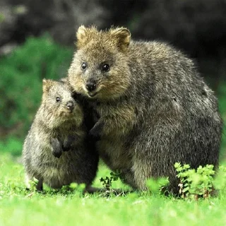 👨‍👧 emoji Quokka (@pt_stickers) Telegram sticker 7 of 24