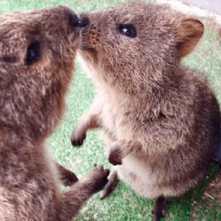 😚 emoji Quokka (@pt_stickers) Telegram sticker 5 of 24