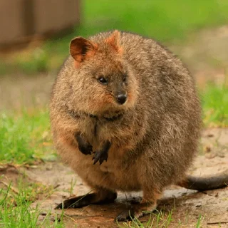 😠 emoji Quokka (@pt_stickers) Telegram sticker 8 of 24