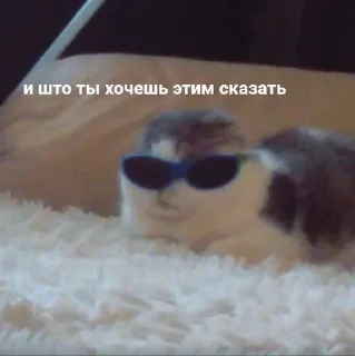 Sticker from Котики для переговоров