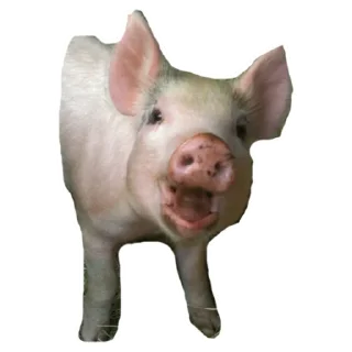 😲 emoji My Little Pigs Telegram sticker 23 of 30