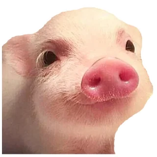 Sticker from My Little Pigs