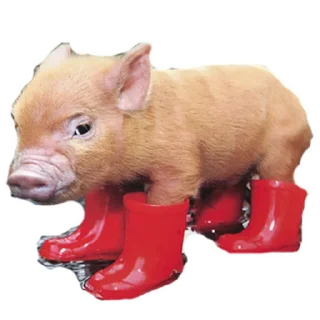 😭 emoji My Little Pigs Telegram sticker 16 of 30
