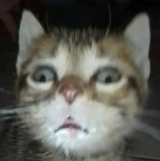 🤨 emoji эти стикеры принадлежат @seeltwer Telegram sticker 7 of 65