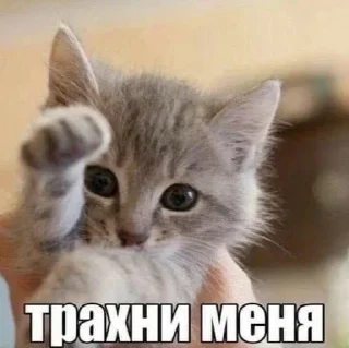 😋 emoji эти стикеры принадлежат @seeltwer Telegram sticker 2 of 65