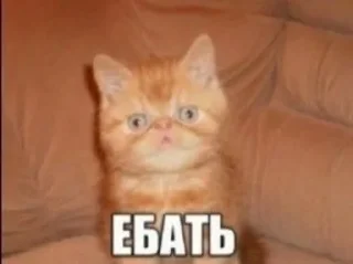😧 emoji эти стикеры принадлежат @seeltwer Telegram sticker 11 of 65