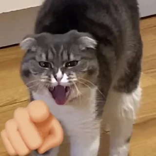 Sticker from cats laugh at you
