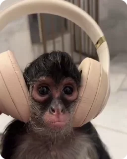 🎧 emoji #2Monkeys 🦍🙉 @monkeys200 Telegram sticker 21 of 50