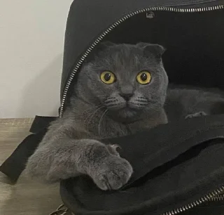 😦 emoji Икс чара Telegram sticker 13 of 22