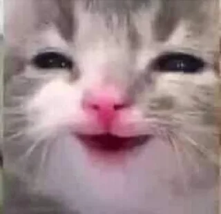 🙂 emoji сочные киски Telegram sticker 19 of 69