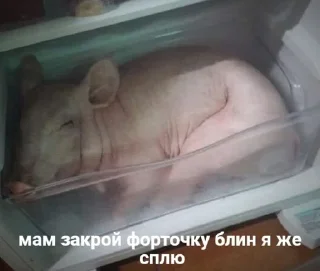 🐖 emoji Зина, Галя, Лариса Telegram sticker 15 of 109
