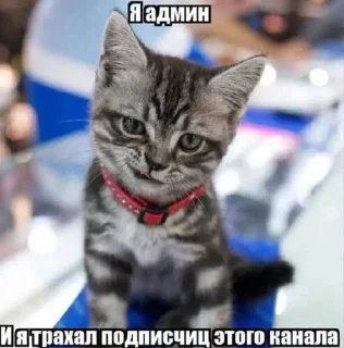 😈 emoji Афганистан 3.0 Telegram sticker 14 of 56