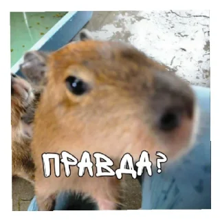 🥶 emoji Больше стикеров: @capybarastiker Telegram sticker 17 of 38