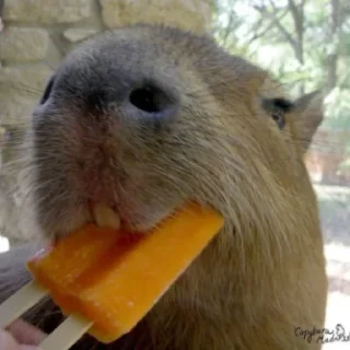 🥶 emoji Больше стикеров: @capybarastiker Telegram sticker 18 of 39
