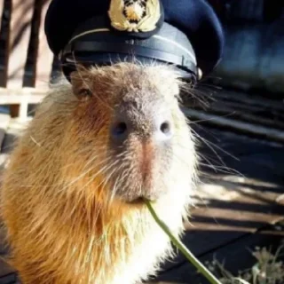 🥶 emoji Больше стикеров: @capybarastiker Telegram sticker 23 of 39