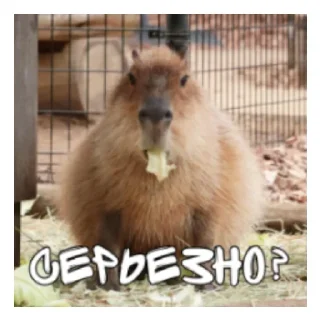 🥶 emoji Больше стикеров: @capybarastiker Telegram sticker 2 of 38