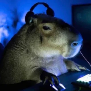 🥶 emoji Больше стикеров: @capybarastiker Telegram sticker 16 of 39