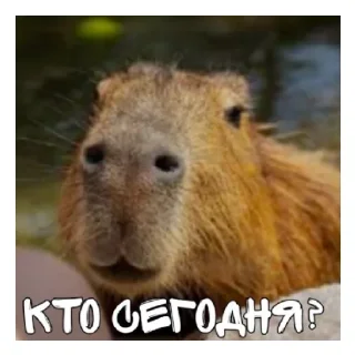 🥶 emoji Больше стикеров: @capybarastiker Telegram sticker 19 of 38