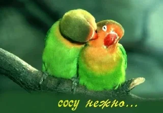 😍 emoji Мяу Telegram sticker 23 of 25