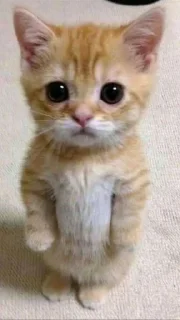 🐈‍⬛️ emoji лучшие детки и стас — @stckrRobot Telegram sticker 1 of 23