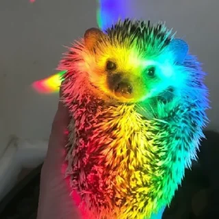🌈 emoji Ёжики от Аарона (для Жанчика и Эндрю♡!) Telegram sticker 8 of 42