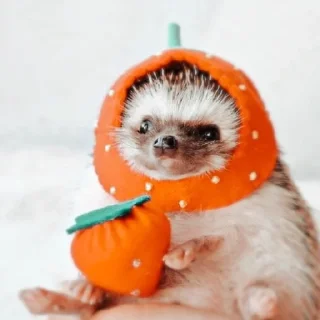 🍊 emoji Ёжики от Аарона (для Жанчика и Эндрю♡!) Telegram sticker 14 of 42