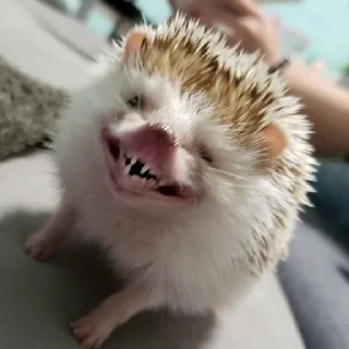 😁 emoji Ёжики от Аарона (для Жанчика и Эндрю♡!) Telegram sticker 5 of 42