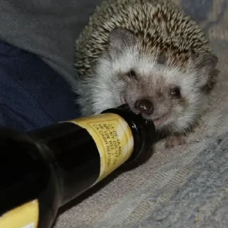 🍾 emoji Ёжики от Аарона (для Жанчика и Эндрю♡!) Telegram sticker 12 of 42