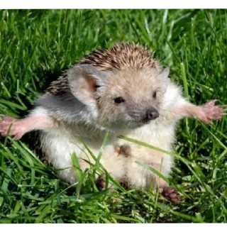 🦔 emoji Ёжики от Аарона (для Жанчика и Эндрю♡!) Telegram sticker 23 of 42