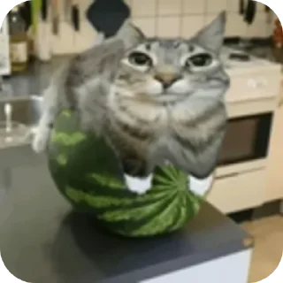 Sticker from ЛЮТЫЙ ПАК ФЕЗИЛОВА ДЛЯ ЕБЛИ……