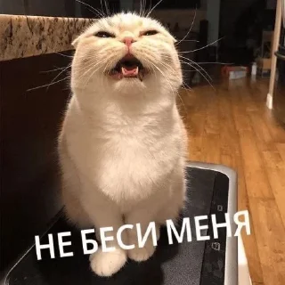 Sticker from Животные мемы