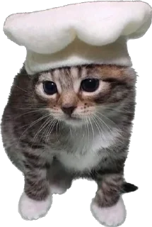 👨‍🍳 emoji Кошке и собеки Telegram sticker 22 of 42
