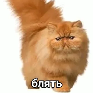 Sticker from Эх бляя