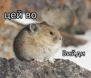🌟 emoji Цей во, стікери Telegram sticker 3 of 88