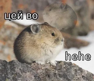🌟 emoji Цей во, стікери Telegram sticker 14 of 88