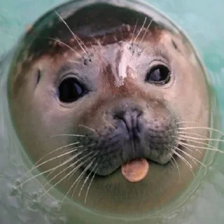 😛 emoji тюленьчик Telegram sticker 8 of 29