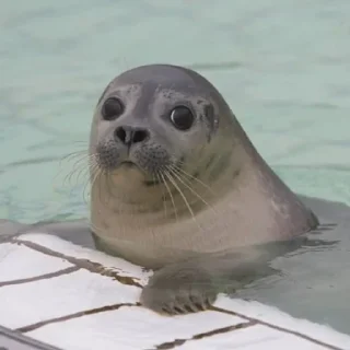 💗 emoji тюленьчик Telegram sticker 21 of 29