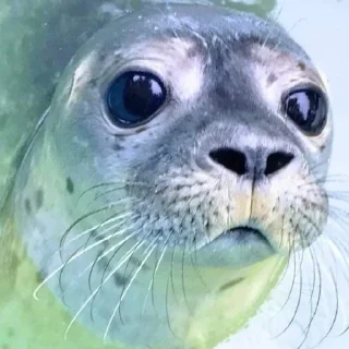 💗 emoji тюленьчик Telegram sticker 20 of 29
