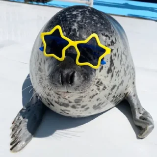 😎 emoji тюленьчик Telegram sticker 12 of 29