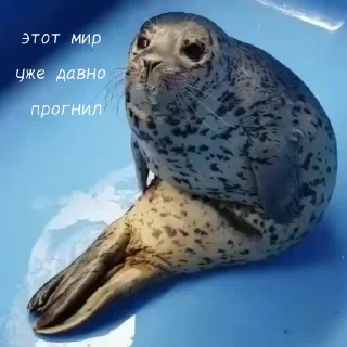 🧎 emoji тюленьчик Telegram sticker 5 of 29