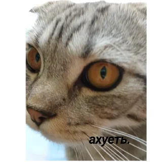 😲 emoji Сэм ебёт Вику в рот Telegram sticker 9 of 14