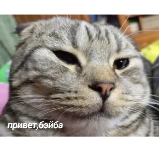 😉 emoji Сэм ебёт Вику в рот Telegram sticker 14 of 14