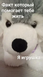🧸 emoji Плюш дог Рэйчелл Telegram sticker 6 of 20
