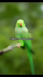 🌟 emoji Кальян гагана 2 Telegram sticker 11 of 120