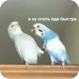 Sticker from Больше стикеров тут: @stikery_emodzi_memy