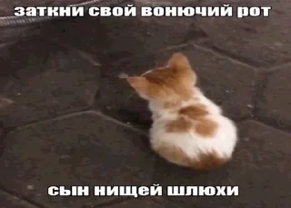 🌟 emoji Агро котики🌙 Telegram sticker 3 of 44